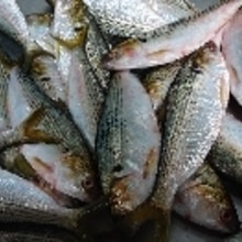 コノシロ 酢〆 レシピ 作り方 By Yoshi Original 楽天レシピ コノシロ 酢〆 レシピ 作り方 By Yoshi Original 楽天レシピ